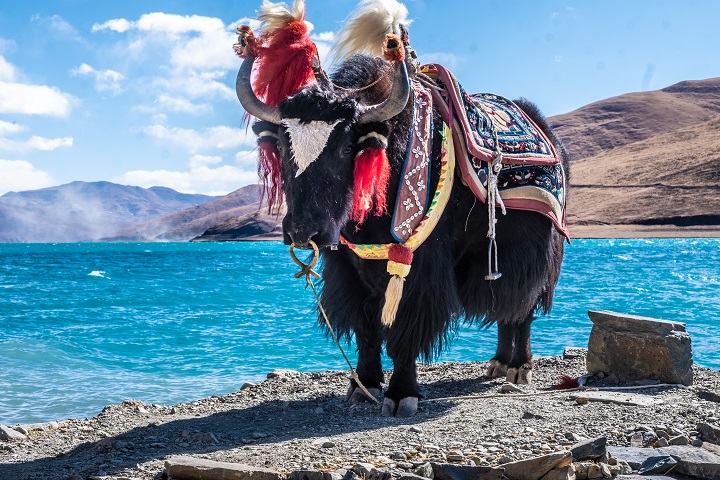 「チベット自治区③チベット３大聖湖」徹底ガイド 【旅の大事典】